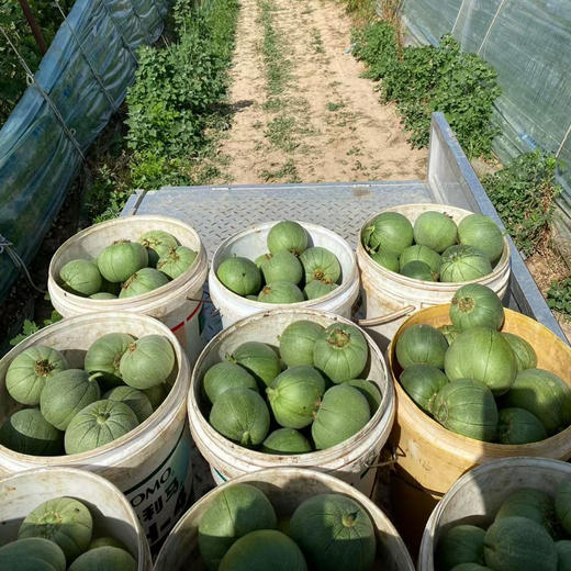 头茬绿宝石脆皮甜瓜 2/5斤装  中大果 商品图4