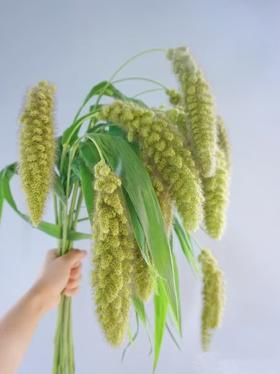 配花配草熊尾草一扎