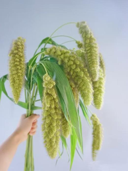 配花配草熊尾草一扎 商品图0