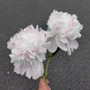 进口品种芍药花佩尔5支 商品缩略图1