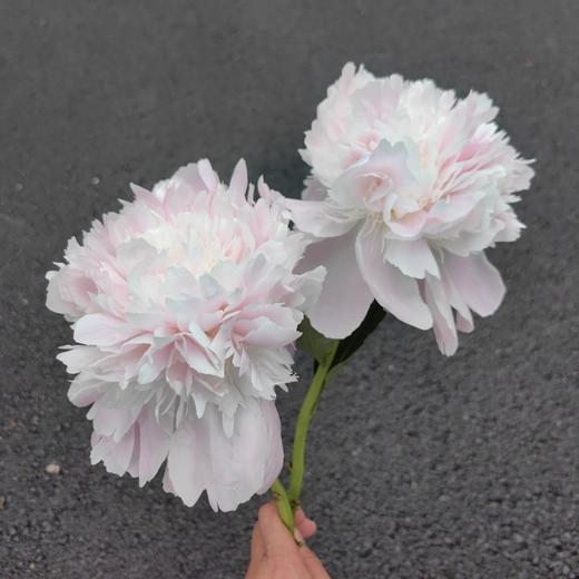 进口品种芍药花佩尔5支 商品图1