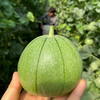 头茬绿宝石脆皮甜瓜 2/5斤装  中大果 商品缩略图5