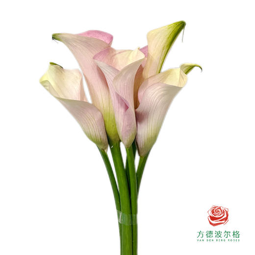 马蹄莲-香槟 5枝1扎 商品图0