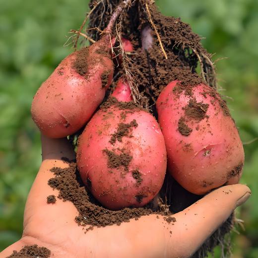 鲜如初见系列【花花币可换购】-HPTD 商品图0