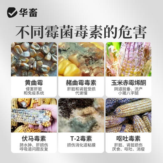 华畜 酵母免疫脱2斤 拒绝吸附三重脱霉更彻底 商品图5