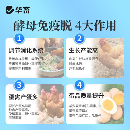 华畜 酵母免疫脱2斤 拒绝吸附三重脱霉更彻底 商品图6