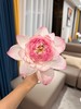 精品花材巨无霸墨红云雾仙子金苹果荷花合集 商品缩略图3