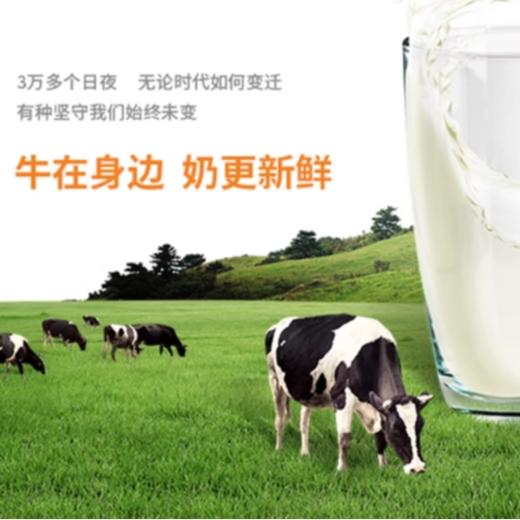 风行蓝莓牛奶饮品200ml*12盒/箱 商品图4