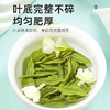 茶马世家茉莉花茶特级浓香型四川绿茶飘雪新茶叶广西横县茉莉花250g 商品缩略图5