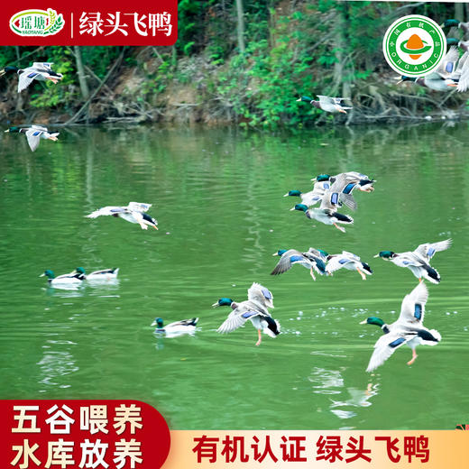 有机认证    瑶塘 绿头水鸭 肉质细嫩 商品图1