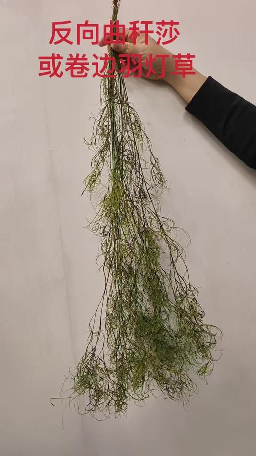 叶材 | 卷边羽灯草 商品图0