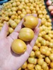 新疆油杏2斤 商品缩略图1