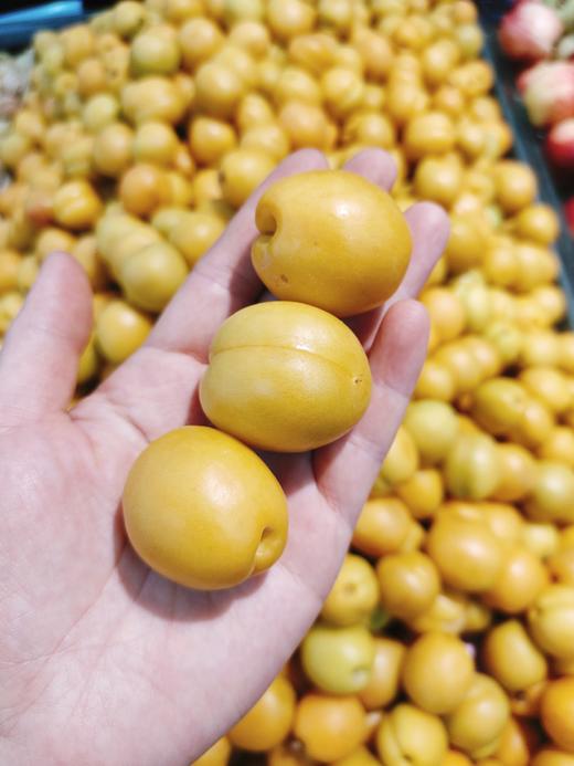 新疆油杏2斤 商品图1