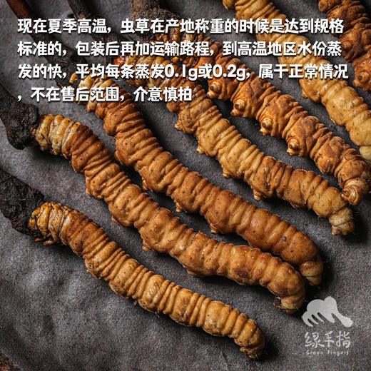 野生高海拔新鲜冬虫夏草（玉树）| 合作生产 * Yushu high altitude fresh Cordyceps sinensis | Partner Production 商品图3