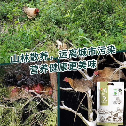 浙江省龙游县  有机飞鸡 商品图2