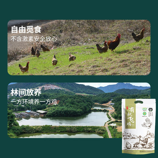 浙江省龙游县  有机飞鸡 商品图3
