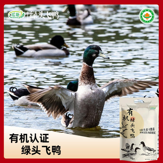 有机认证    瑶塘 绿头水鸭 肉质细嫩 商品图3