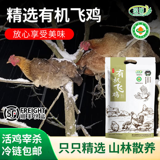 浙江省龙游县  有机飞鸡 商品图0