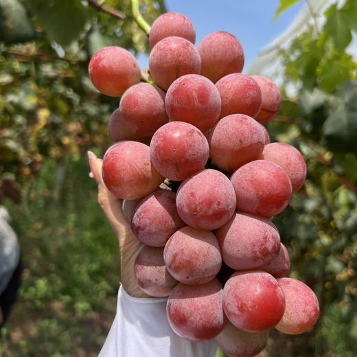 【大理•妮娜皇后葡萄】 顺丰空运到家 颜值诱人 香甜多汁 花香的清新 果香的鲜甜 奶香的醇蜜 酒香的层次 多种规格任选 商品图5