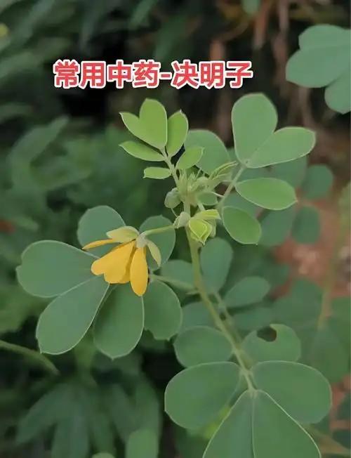 决明子5.8元250g，明天到 商品图2