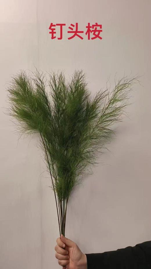 叶材 | 钉头桉 商品图0