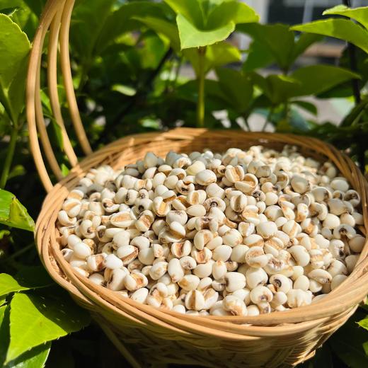 云乡荟 云南墨江老品种薏米仁 500g/袋 高原山地种植，传统产地，颗颗精选，清香自然；不打药、不漂白、不掺杂 商品图1