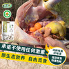 浙江省龙游县  有机飞鸡 商品缩略图1