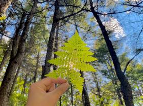 哀牢山秘境徒步｜云南虫谷+西双版纳+普洱太阳河森林公园｜6天5晚