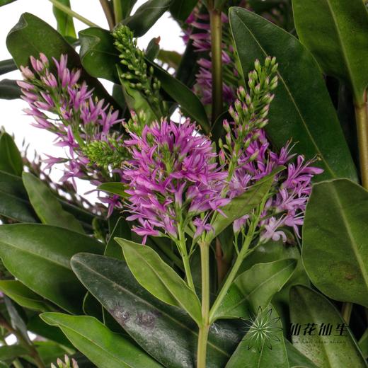 配花 | 长阶花粉色 商品图3