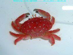 草莓蟹 商品图1