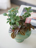 陶盆组合盆栽 商品缩略图0
