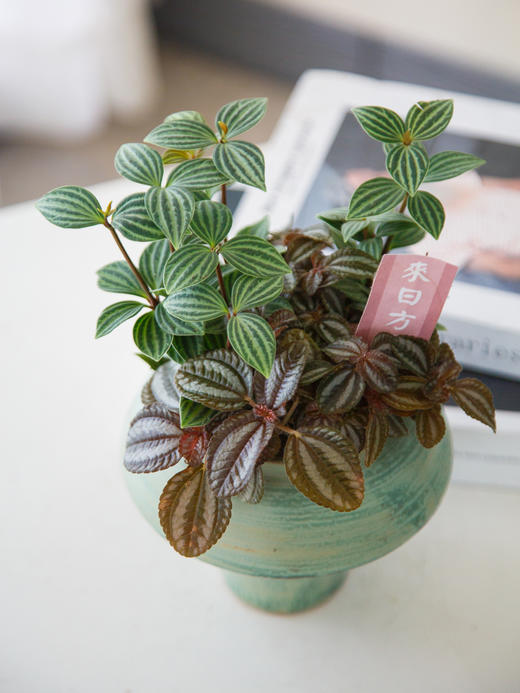 陶盆组合盆栽 商品图0