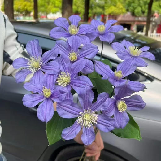 阿拉贝拉 商品图0