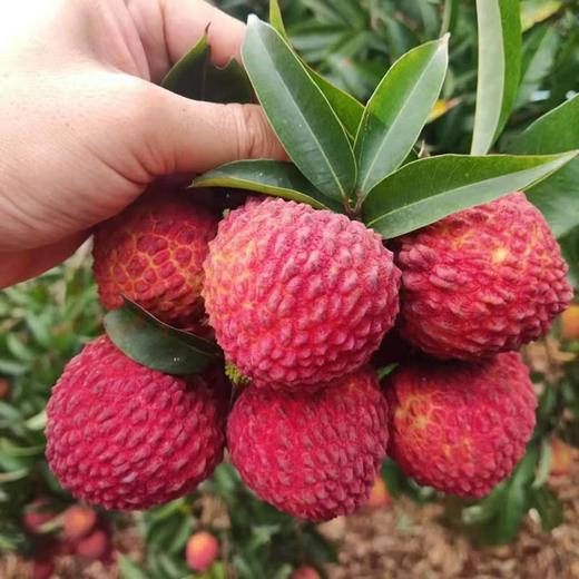 新鲜水果 香甜多汁 海南荔枝王  500g 商品图3