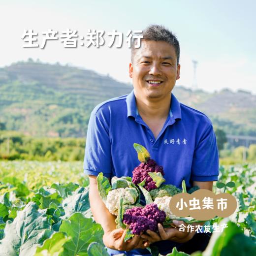 沃野青青露天有机菠菜 3斤 | 合作农友种植，来自陕西咸阳，生产者：郑力行 *【公平贸易农人定价】 商品图3