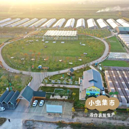 沃野青青露天有机菠菜 3斤 | 合作农友种植，来自陕西咸阳，生产者：郑力行 *【公平贸易农人定价】 商品图4