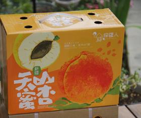 新疆轮台小白杏 | 天山蜜杏