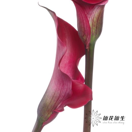 丽江马蹄莲 | 变异东京 商品图3