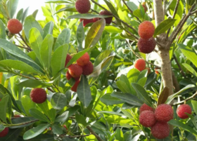 2025龙山镇新鲜杨梅