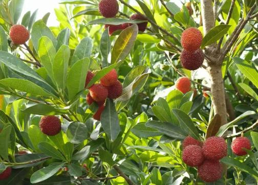 2025龙山镇新鲜杨梅 商品图0