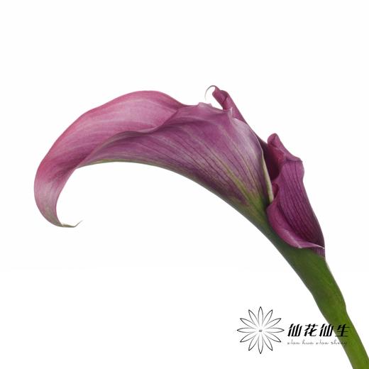 丽江马蹄莲 | 变异杜邦 商品图3