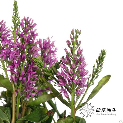 配花 | 长阶花粉色 商品图2