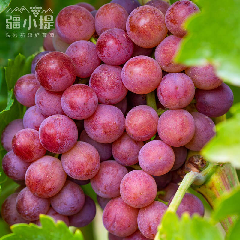 2025季疆小提吐鲁番·玻璃脆葡萄脆甜爆汁无籽颗颗精选全国八仓发货