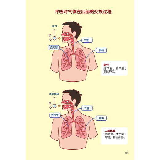 护肺健康 畅享呼吸：漫话慢性阻塞性肺疾病 郑劲平 陈荣昌 钟惟月 本书通过漫画的形式的故事引入慢阻肺疾病科普 人民卫生出版社 商品图4