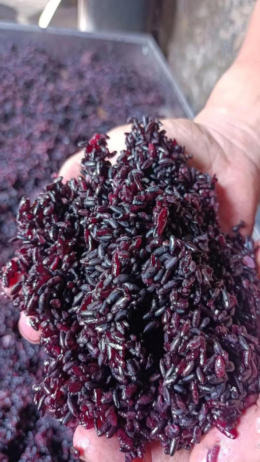 东北血糯米5.8元/袋500g  明日到 商品图1