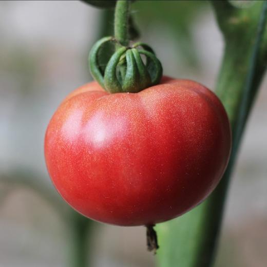 家庭装～云南脆蜜高糖水果番茄【净重约3.5斤】有籽有味，口感脆甜，味超浓，超好吃！ 商品图7