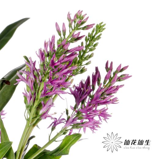 配花 | 长阶花粉色 商品图4