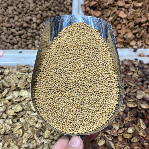 白芥子 当季新货 颗粒饱满 中药材 商品图5