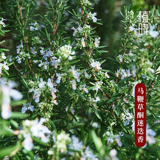 植晓 马鞭草酮迷迭香精油 5ml 商品图1