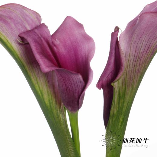 丽江马蹄莲 | 变异杜邦 商品图2